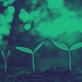 Plantes