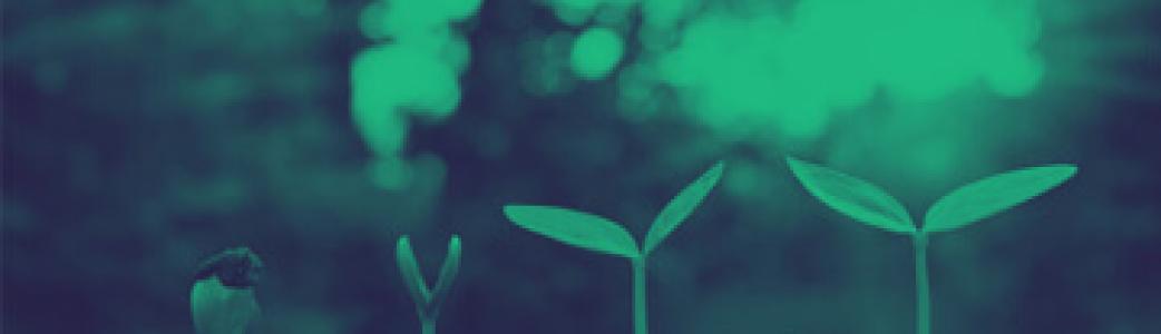 Plantes