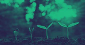 Plantes